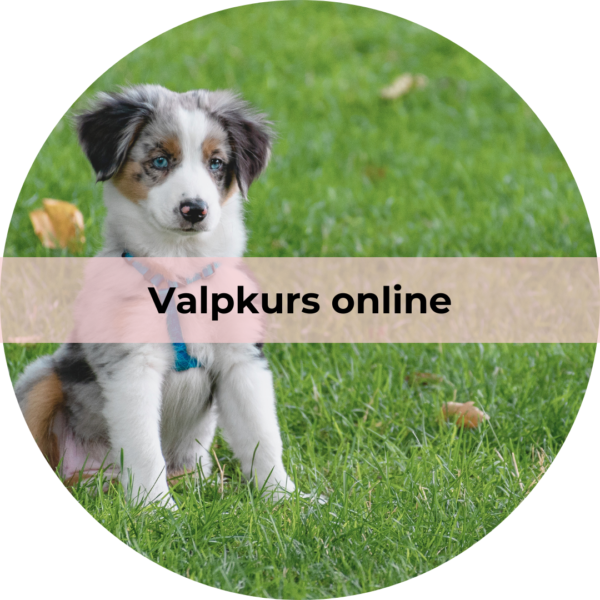 Valp- och unghundskurs, online