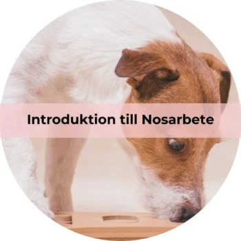 Introduktion till Nosarbete