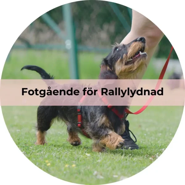 Fotgående för Rallylydnad