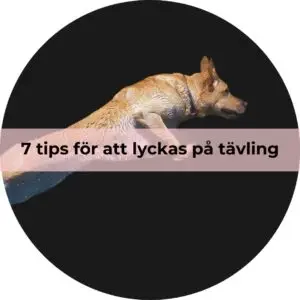 7 tips för att lyckas på tävling