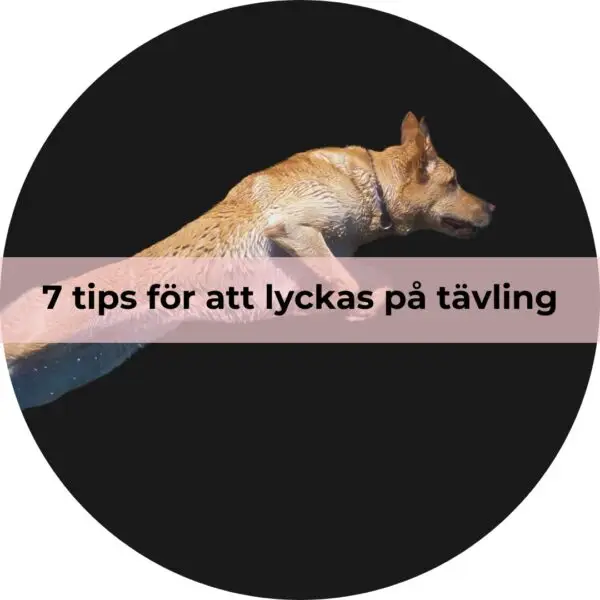 7 tips för att lyckas på tävling
