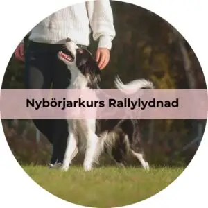 Rallylydnad, nybörjarkurs