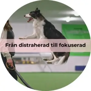 Från distraherad till fokuserad