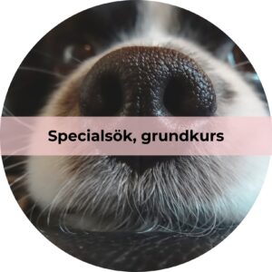 Specialsök, grundkurs